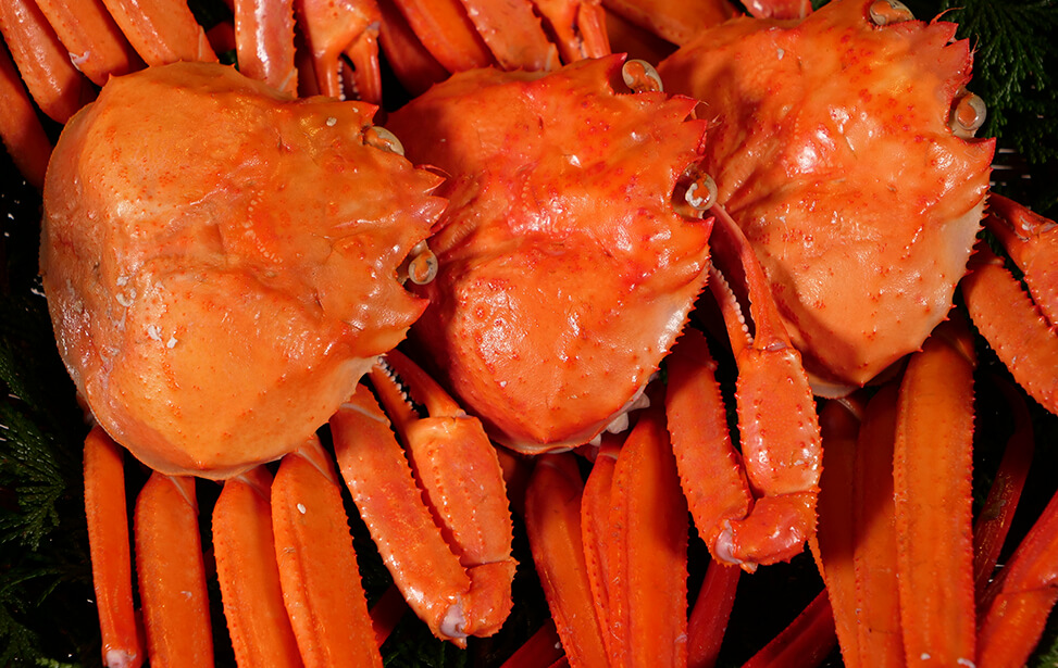 大量!! 理由あり「紅ずわい蟹B10kg冷凍」蟹の本場、境港産 - 魚介類