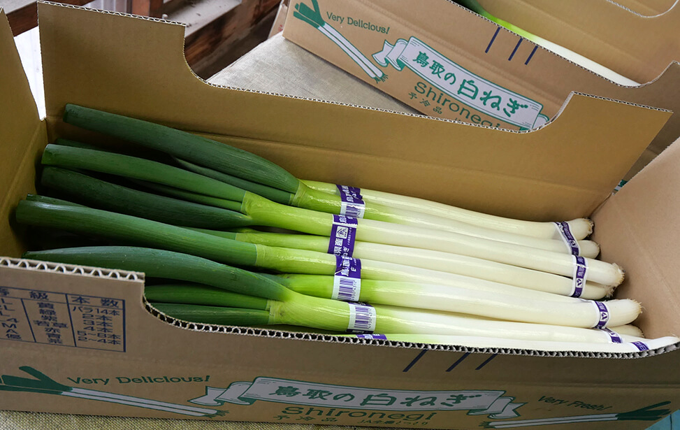 公式ショップ 長ネギ 野菜 鳥取県産 白ネギ 20kg - 『夏若葱